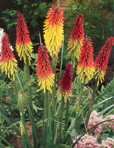Red Hot Poker - Torch Lily Value Bag 
