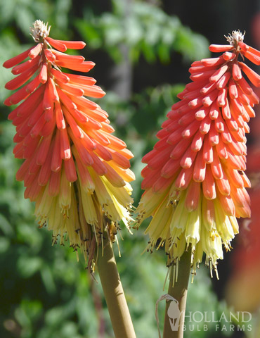 Red Hot Poker - Torch Lily - 77254