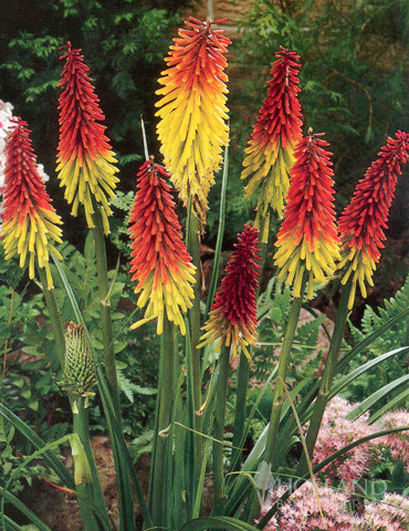 Red Hot Poker - Torch Lily 