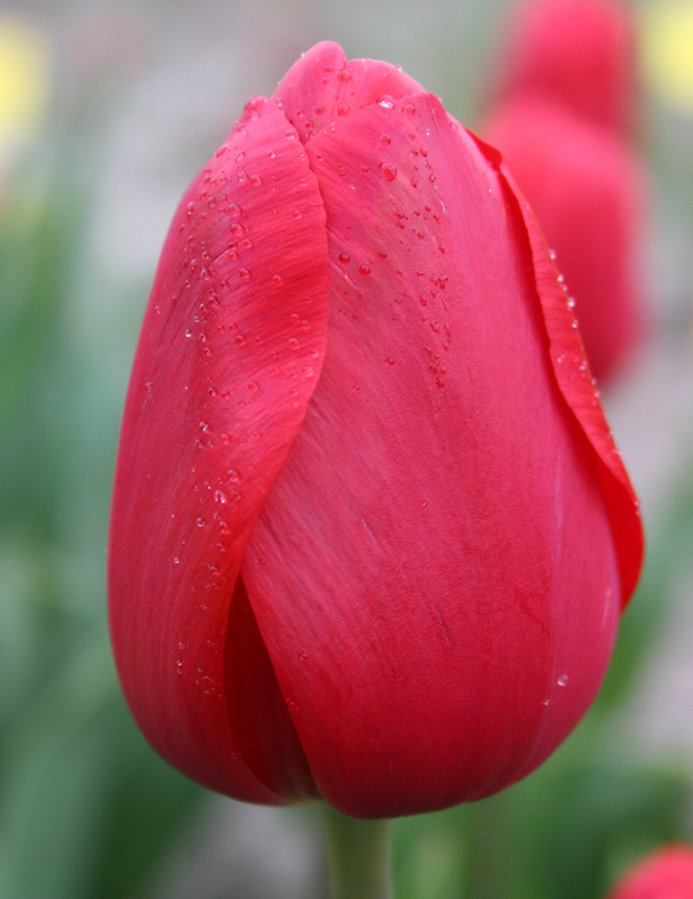 Red Impression Darwin Hybrid Tulip - 88287