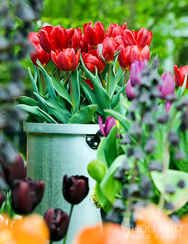 Red Impression Tulip Value Bag - 88341