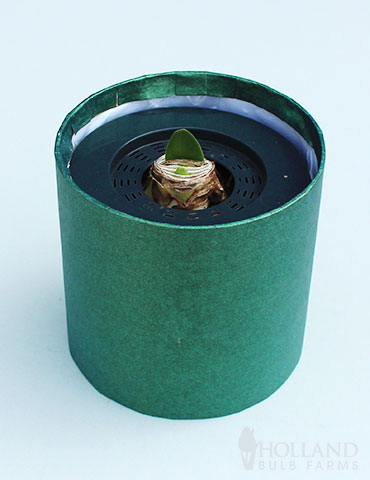 Red Potted Amaryllis Gift Box - Green Round - 92220