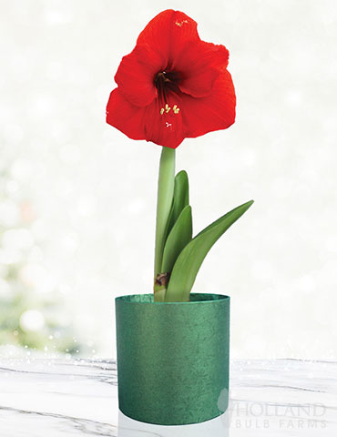 Red Potted Amaryllis Gift Box - Green Round 