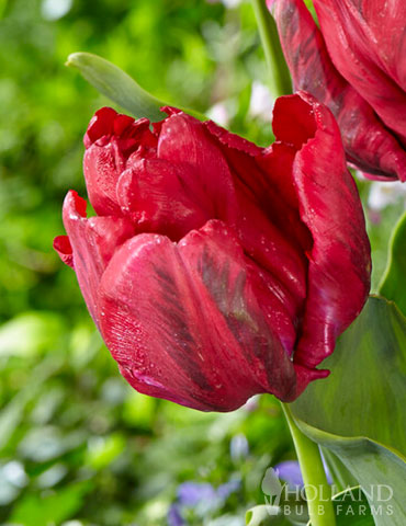 Red Madonna Parrot Tulip - 88420