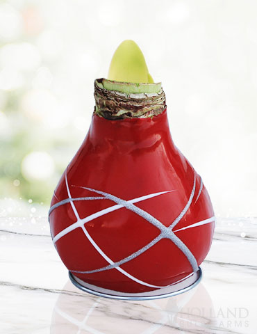 Red Picasso Waxed Amaryllis - 92193