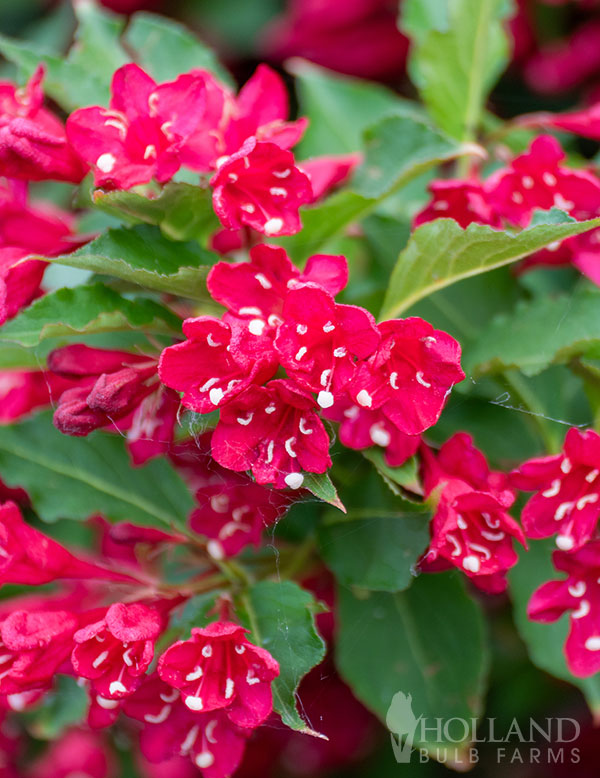 Red Prince Weigela Pre-Potted Shrub