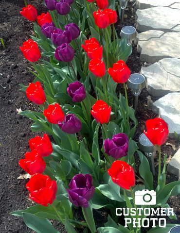 Red Revival Single Early Tulip - 88122