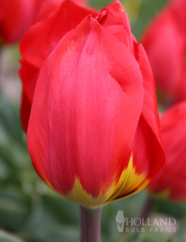 Red Revival Single Early Tulip - 88122