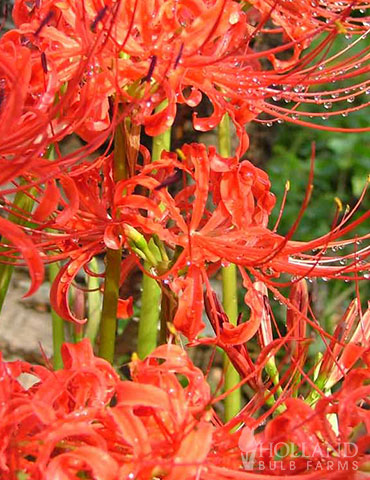 Red Spider Lily (Lycoris Radiata) - 87110