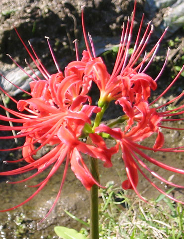 set of 10 bulbs EASY TO GROW RED Spider Lily- 