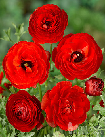 Red Tecolote® Ranunculus 