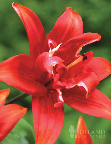 Red Twin Double Asiatic Lily | Holland Bulb Farms | 77133