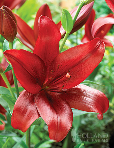 Red Velvet Lily 