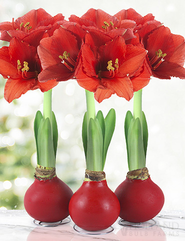 Red Waxed Amaryllis Collection (3-Pack) Red Waxed Amaryllis Collection, Flower Bulb 3-Pack, Holiday Gifts, Unique Wax-Covered Flower Bulb