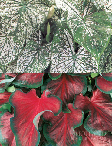 Red and White Caladium Collection 