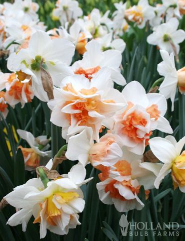 Daffodil Replete, Value Pack