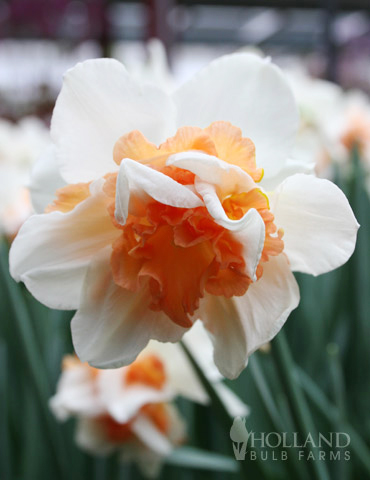 Daffodil Replete, Value Pack