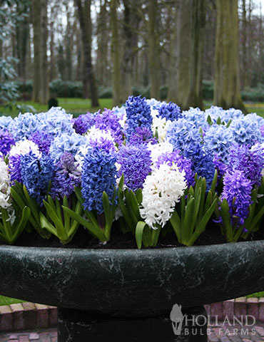 Rhapsody in Blue Hyacinth Mix - 89240