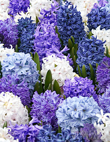 Hyacinth Bulbs Hardy Indoor Plant Supplied as 8 x Hyacinth Rhapsody in Blue Mixture Bulbs by Thompson & Morgan Rhapsody in Blue Mixture with Blue and White Flowers