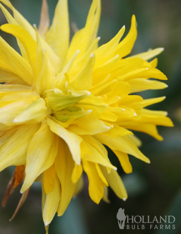 Rip Van Winkle Species Daffodil - 82144