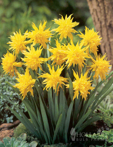 Pack 10 Dwarf Narcissus Bulbs Rockery Mix WPC Prins Quality Spring Bulbs