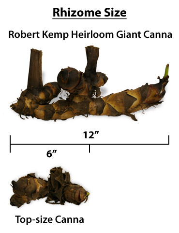 Robert Kemp Heirloom Giant Canna - 73118