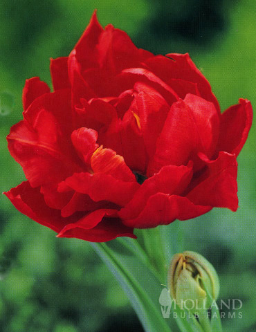 Robust Double Flowering Tulip Collection - 88283