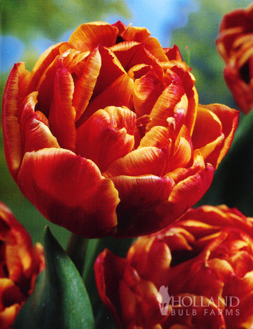 Robust Double Flowering Tulip Collection - 88283