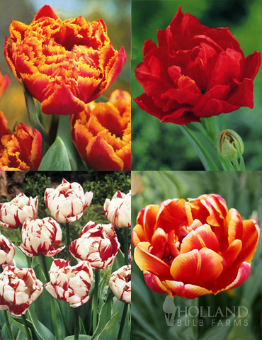 Robust Double Flowering Tulip Collection 