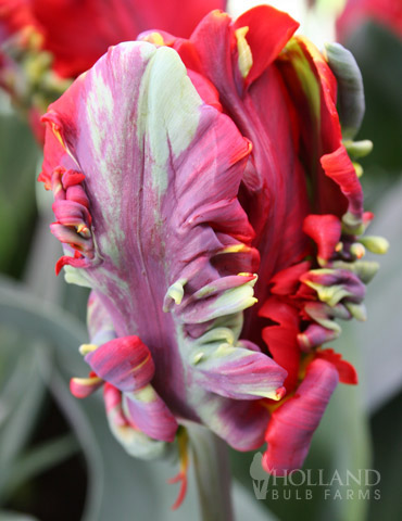 Rococo Parrot Tulip - 88218