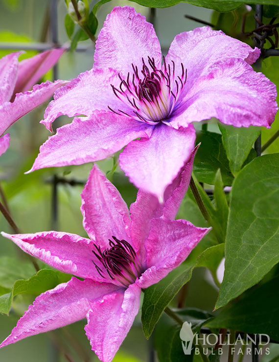 Rosalie Pre-Potted Clematis