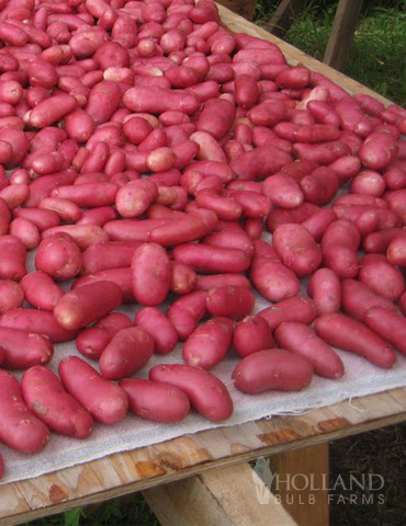 Rose Finn Fingerling Potatoes