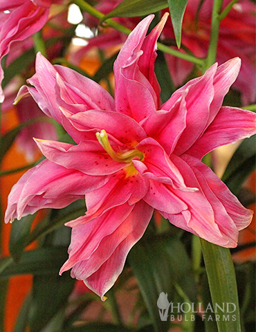 Rose Lily Elena Double Oriental Lily - 77517