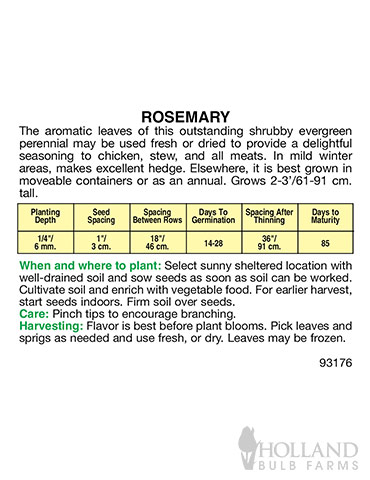 Rosemary - 75699