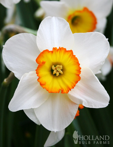 Roulette Large Cupped Daffodil 