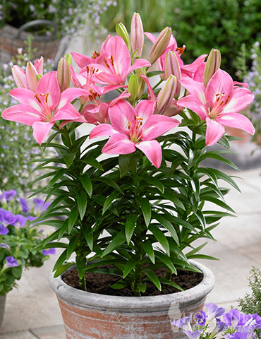 Rozalynn Asiatic Lily - 77610