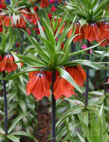 Rubra Red Fritillaria - 87106