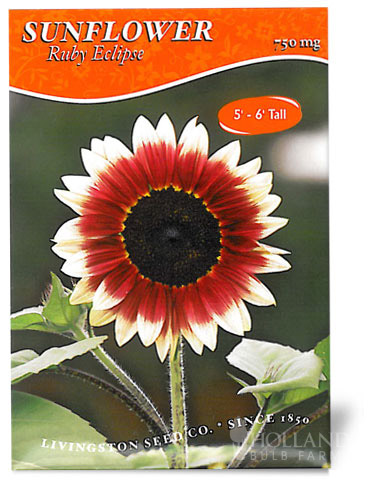 Ruby Eclipse Sunflower 