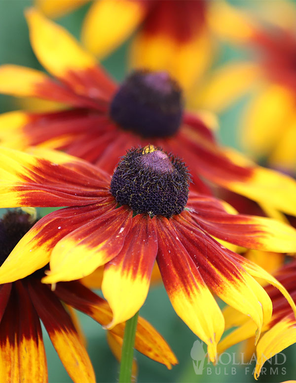 Rudbeckia Sunbeckia® MiniBeckia Flame Pre-Potted Duo 