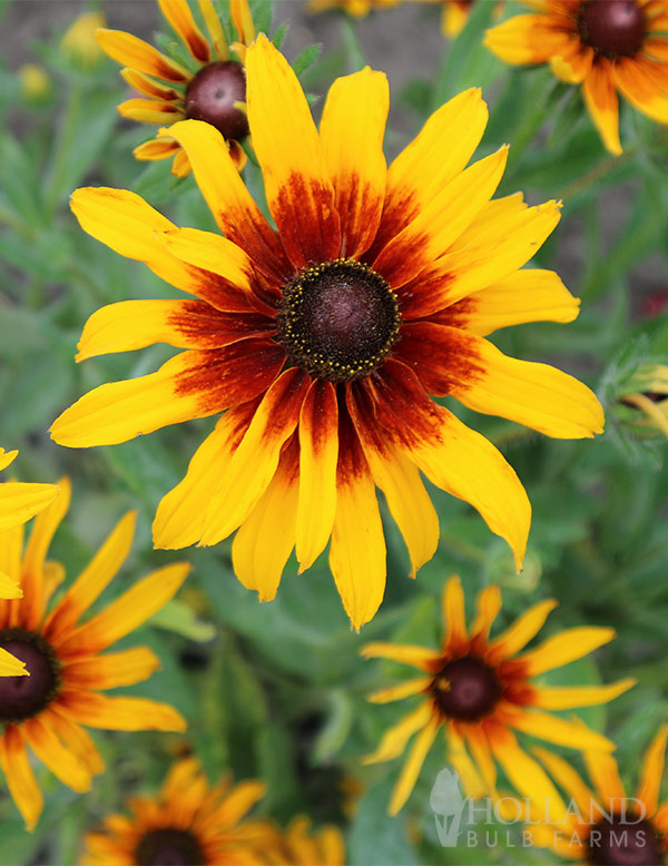 Rudbeckia Sunbeckia® MiniBeckia Flame