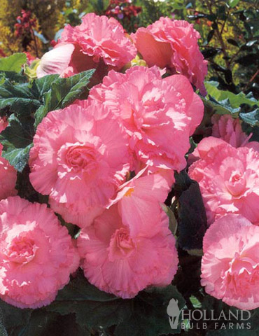 Ruffled Pink Begonia - 71107