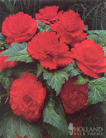 Ruffled Red Begonia - 71108