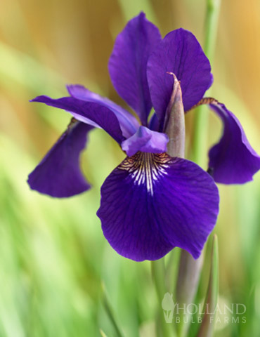 Ruffled Velvet Siberian Iris 