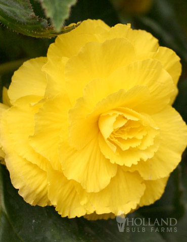 Ruffled Yellow Begonia 