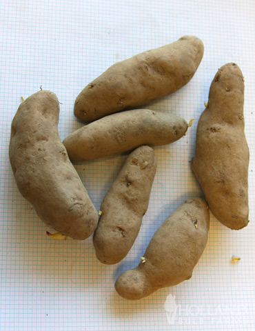 Russian Banana Fingerling Potatoes - 75108