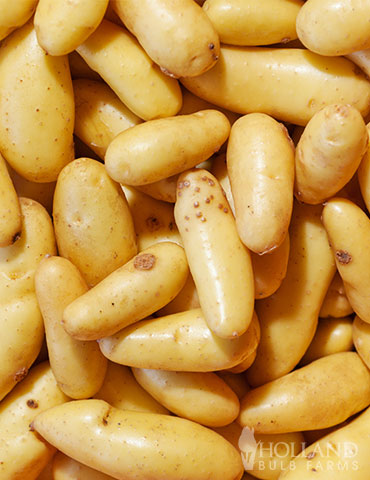 Russian Banana Fingerling Potatoes - 75108