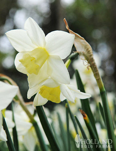Sailboat Miniature Daffodil 