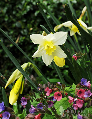 Sailboat Miniature Daffodil - 82005
