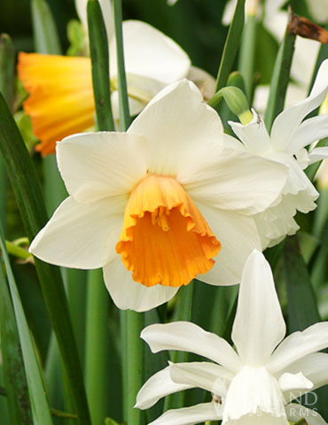 Salome Daffodil - 82174