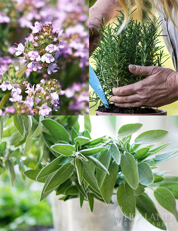 Savory Herb Plant Start Trio